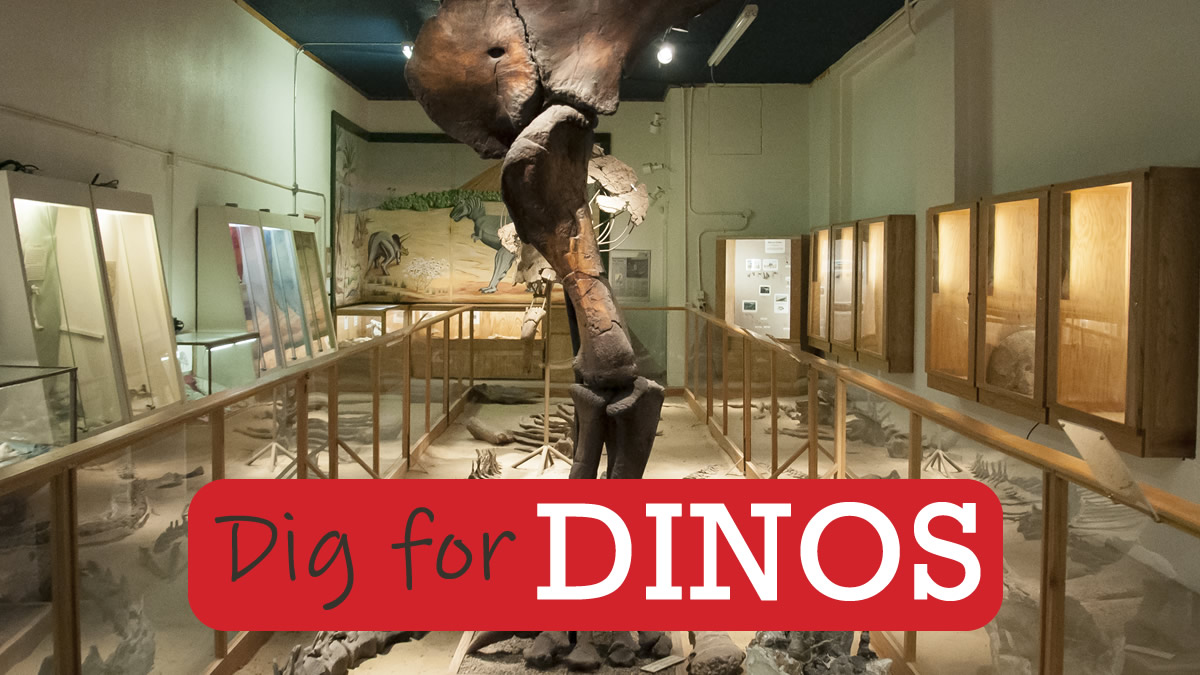 Dig for Dinosaurs