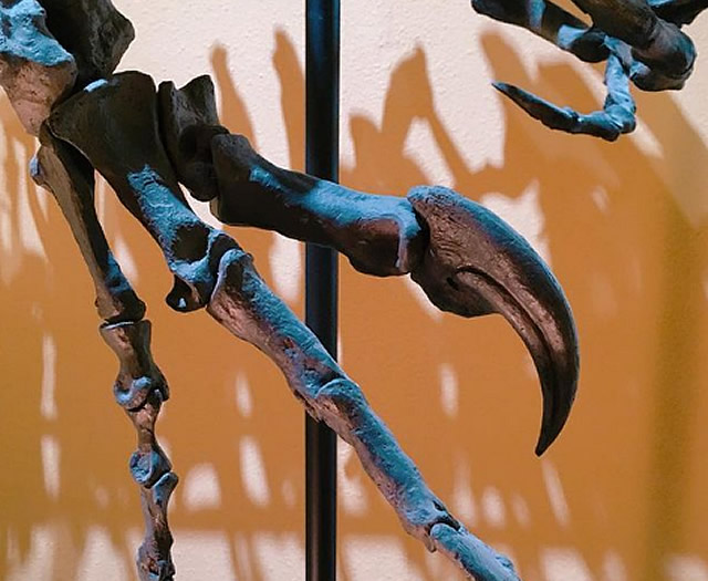 Dig for Dinosaurs