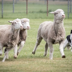 2025-Sheepherders-Rendezvoussheepherders 13